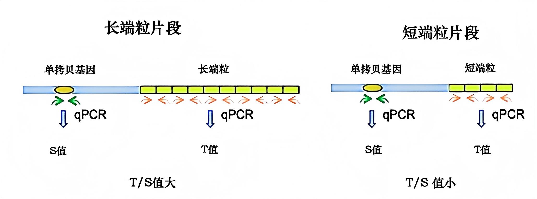 人端粒绝对长度检测试剂盒(探针法qPCR)