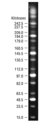 脉冲场电泳DNA Marker(15~291kb) 脉冲场电泳DNA Marker(15~291kb)