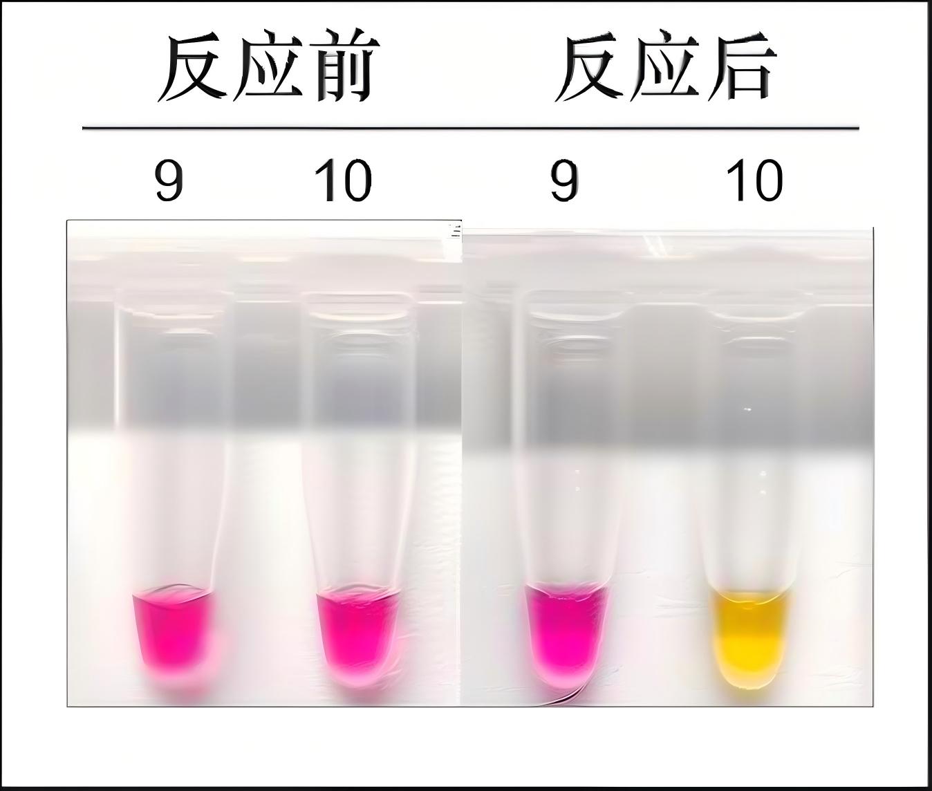 4×LAMP扩增预混液(荧光及可视化双染料)