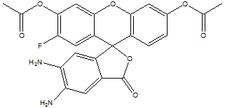 胞内一氧化氮荧光探针(DAF-2 DA)