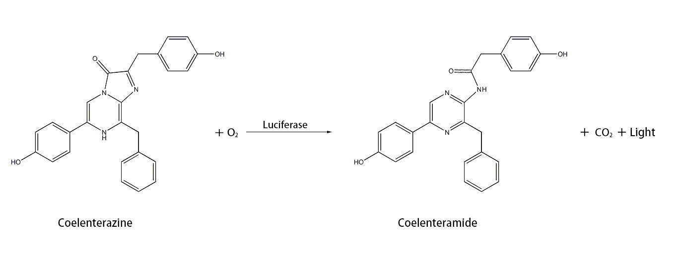 海肾荧光素酶催腔肠素发光的反应流程