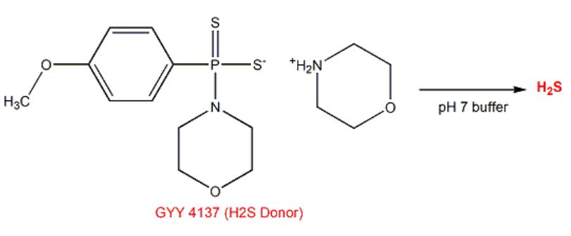 GYY4137水解释放H2S的流程图