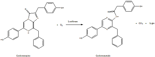 注射用腔肠素h