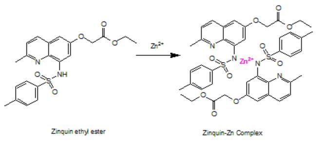 Zinquin与Zn2+在其结构的N原子处形成复合物