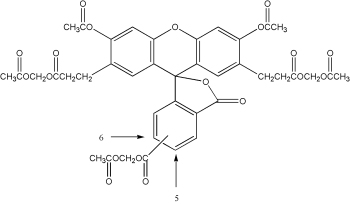 细胞质pH值荧光探针(BCECF,AM)