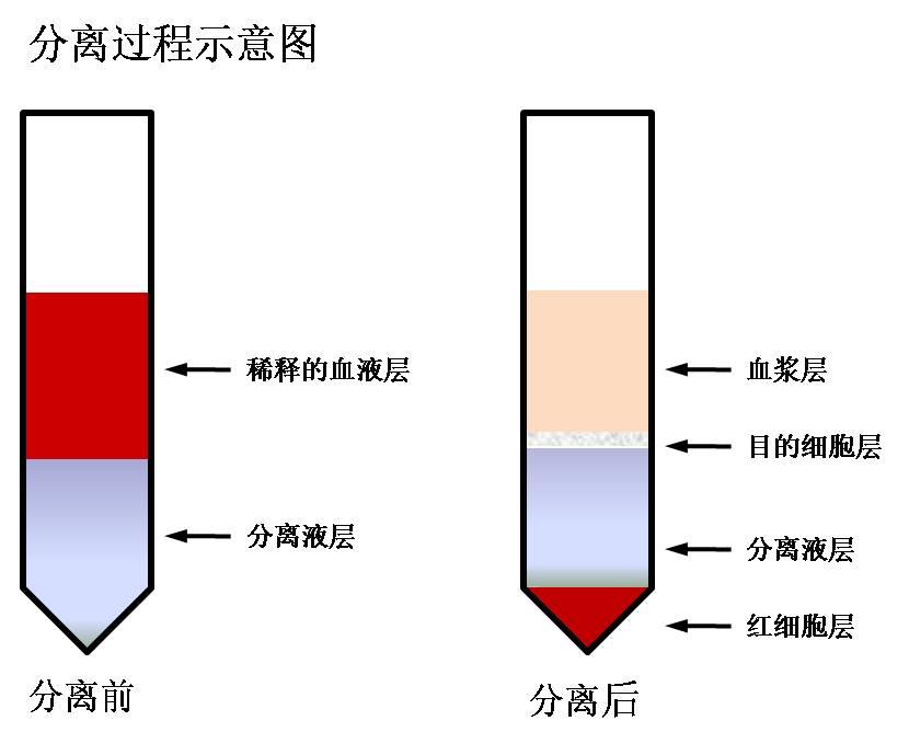 大鼠外周血淋巴细胞分离液试剂盒(改良型)