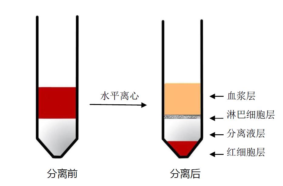 人外周血淋巴细胞分离液(内毒素<0.5EU)