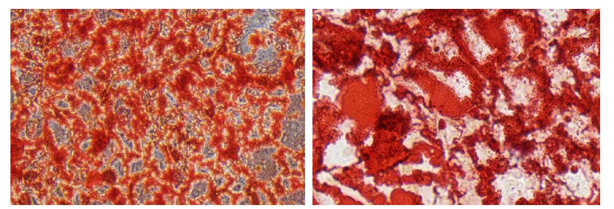 小鼠间质干细胞成骨诱导分化与染色试剂盒