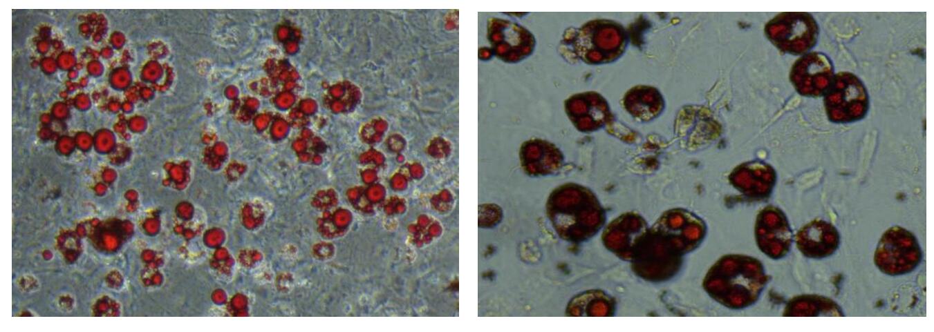 小鼠间质干细胞成脂诱导分化与染色试剂盒
