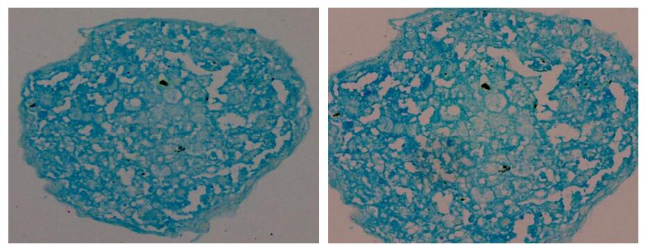 小鼠间质干细胞成软骨诱导分化与染色试剂盒