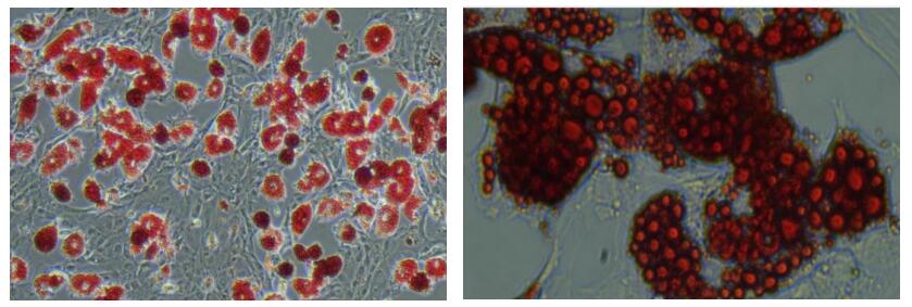 大鼠间质干细胞成脂诱导分化与染色试剂盒