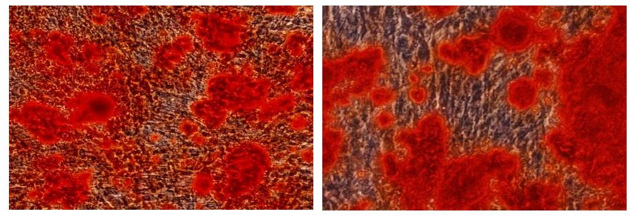 兔间质干细胞成骨诱导分化与染色试剂盒