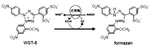 增强型细胞增殖及毒性检测试剂盒(CCK-8)