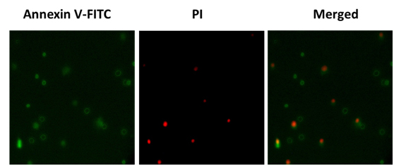 Annexin V-FITC/PI细胞凋亡检测试剂盒