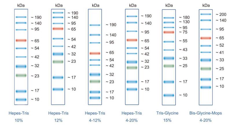 彩虹预染蛋白Marker(10～190kD)