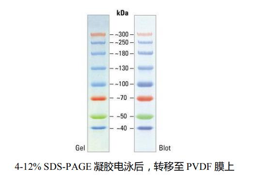 彩虹预染蛋白Marker(40～300kD)