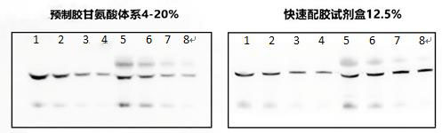 Tris-Gly蛋白预制胶(8%,10孔)