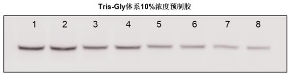 Tris-Gly蛋白预制胶(8%,10孔)