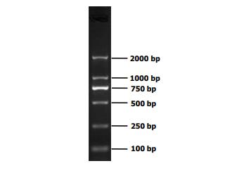 DNA Ladder(100～2000bp)