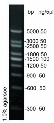 DNA Ladder(300～5000bp)