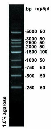 DNA Ladder(250～5000bp)