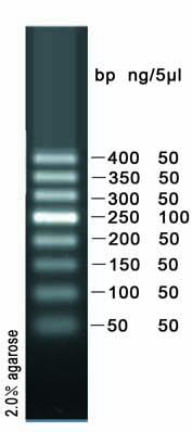 DNA ladder(50～400bp)
