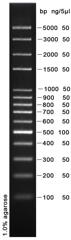 DNA Ladder(100～5000bp)