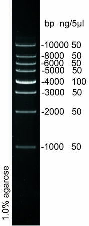 DNA Ladder(1000～10000bp)