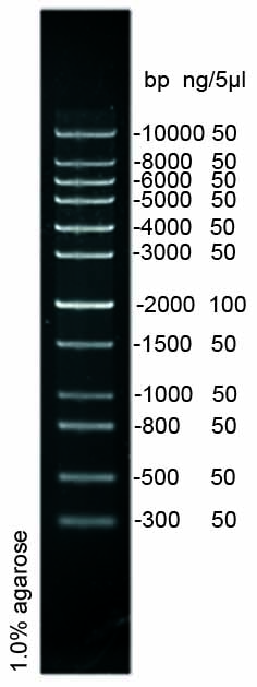 DNA Ladder(300～10000bp)