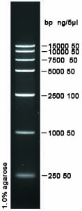 DNA ladder(250～15000bp)