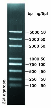 DNA Ladder(100～5000bp)