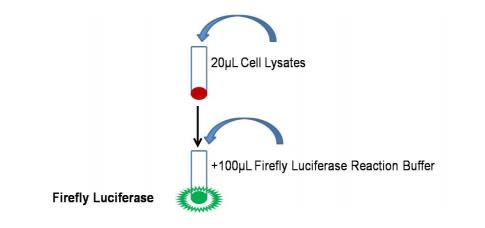 萤火虫萤光素酶报告基因检测试剂盒