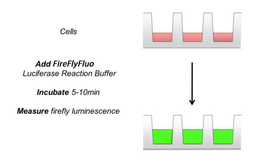 FireFlyFluo萤光素酶报告基因检测试剂盒
