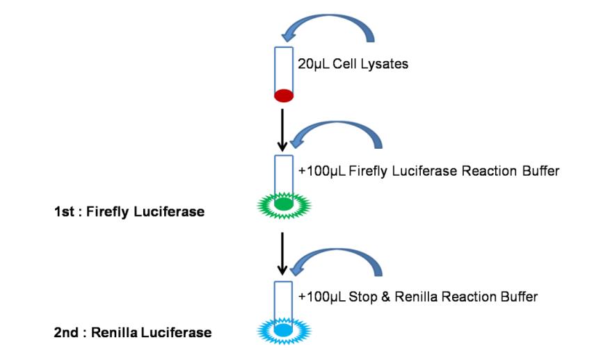 双萤光素酶报告基因检测试剂盒