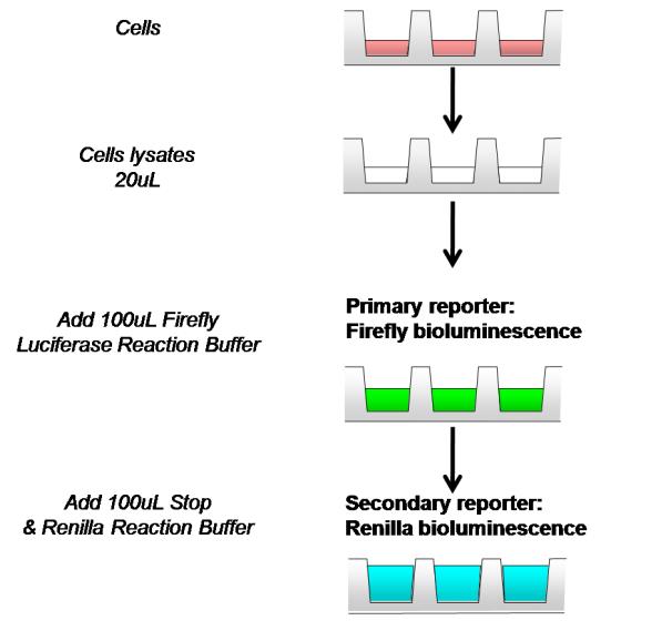 双萤光素酶报告基因检测试剂盒