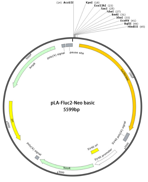 pLA-Fluc2-Neo basic报告基因质粒