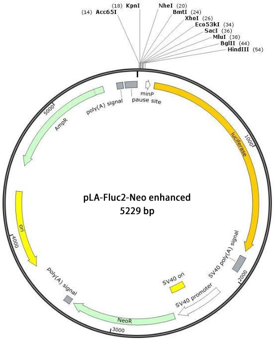 pLA-Fluc2-Neo enhanced报告基因质粒