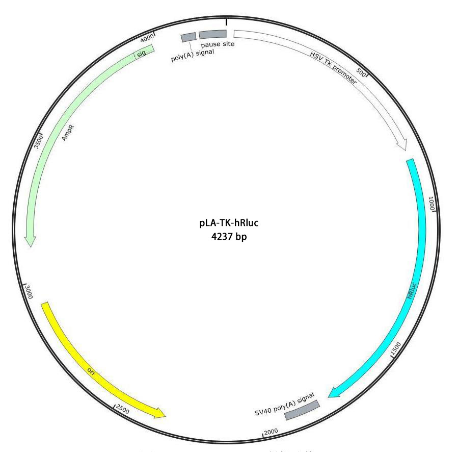 pLA-TK-hRluc报告基因质粒