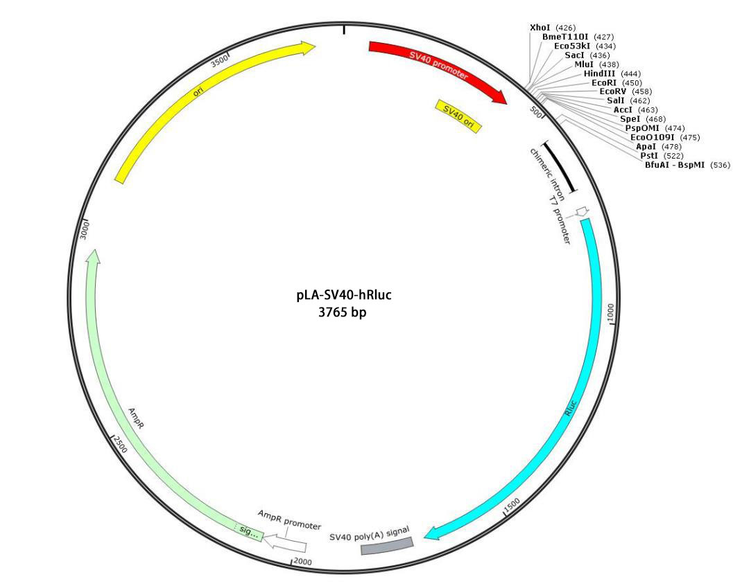 pLA-SV40-hRluc报告基因质粒