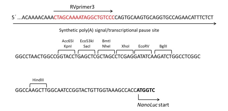 pLA-Nanoluc_PEST basic报告基因质粒