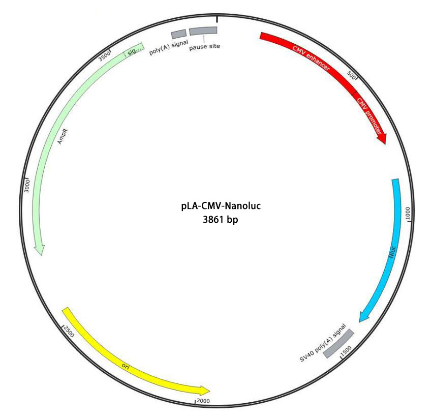 pLA-CMV-Nanoluc报告基因质粒