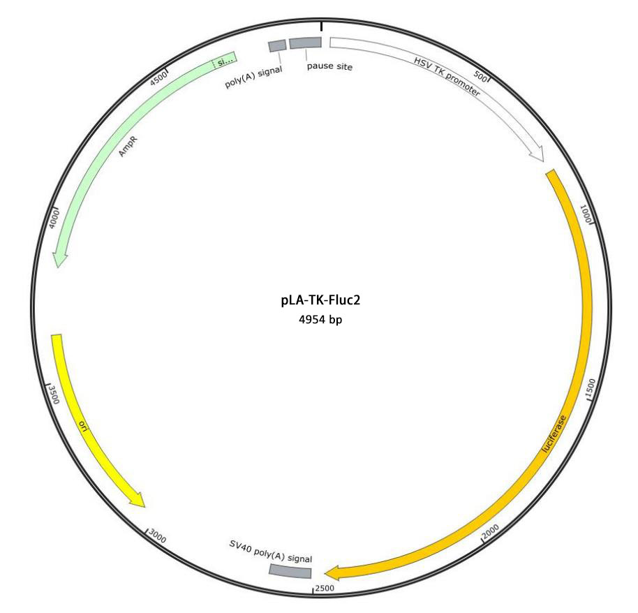 pLA-TK-Fluc2报告基因质粒
