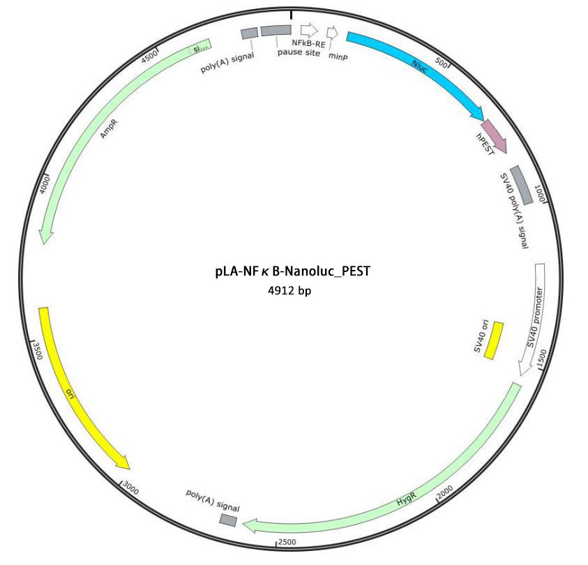 pLA-NFκB-Nanoluc_PEST报告基因质粒