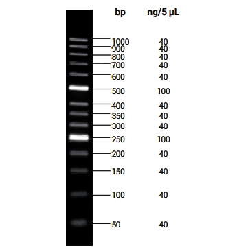 50bp DNA Ladder