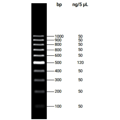 DNA Ladder