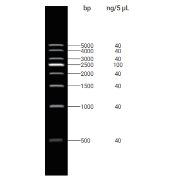 DNA Ladder(500～5000bp)