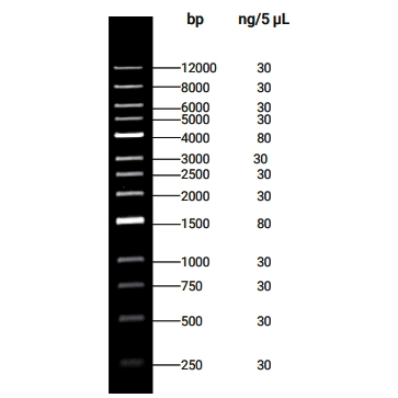 DNA Ladder(250bp～12kb)