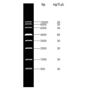 DNA Ladder(500～15000bp)