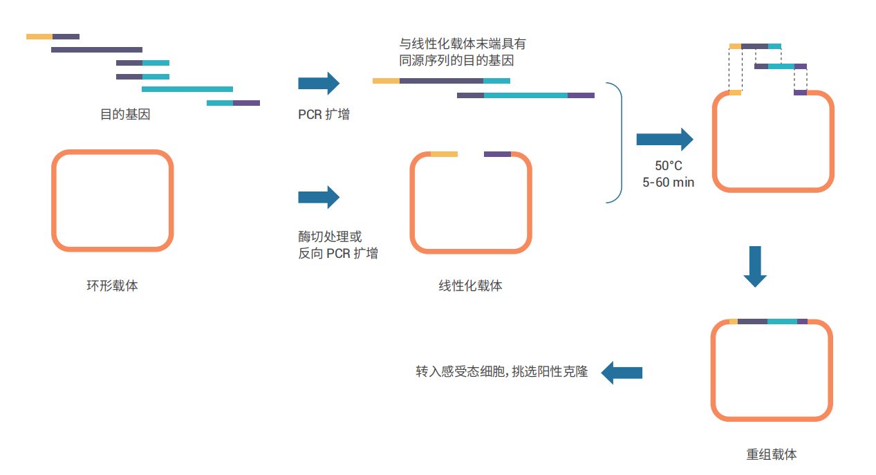 无缝克隆试剂盒