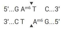 Dpn I 